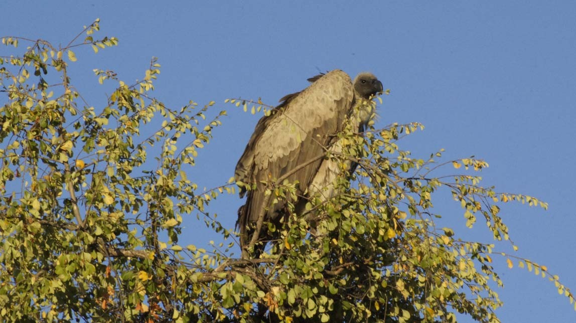 cape vulture