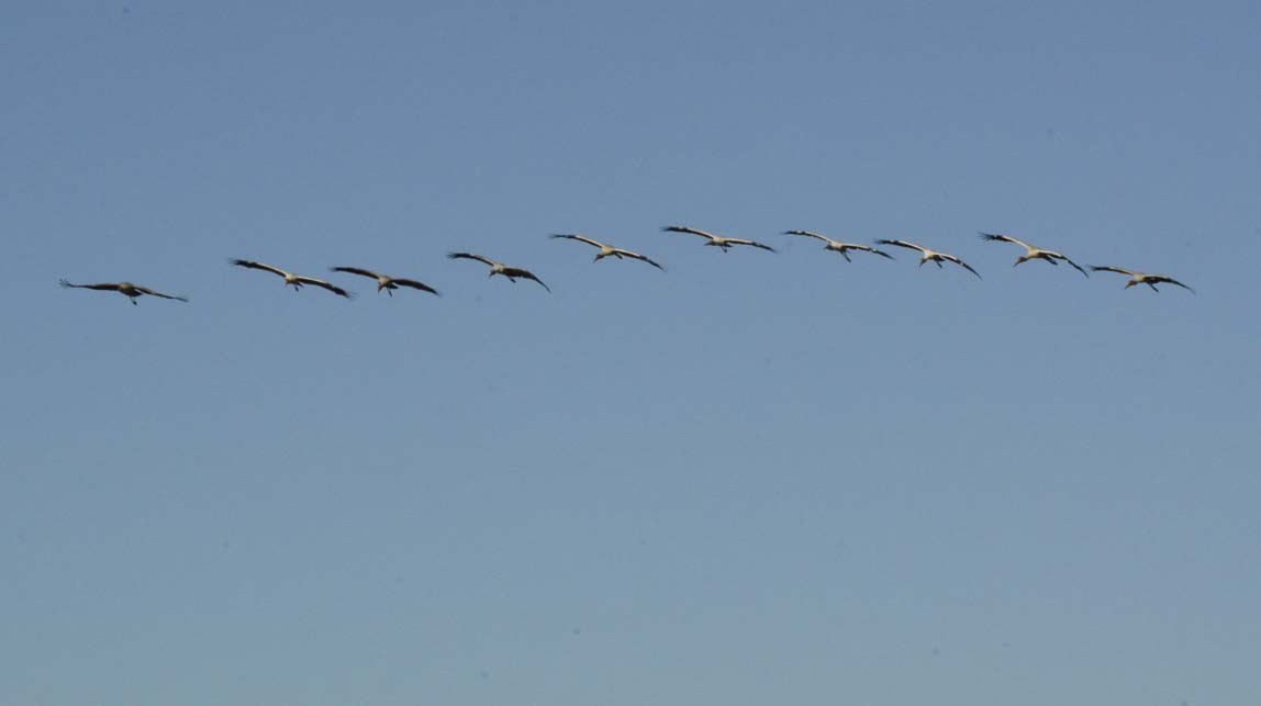 yellow-billed storks