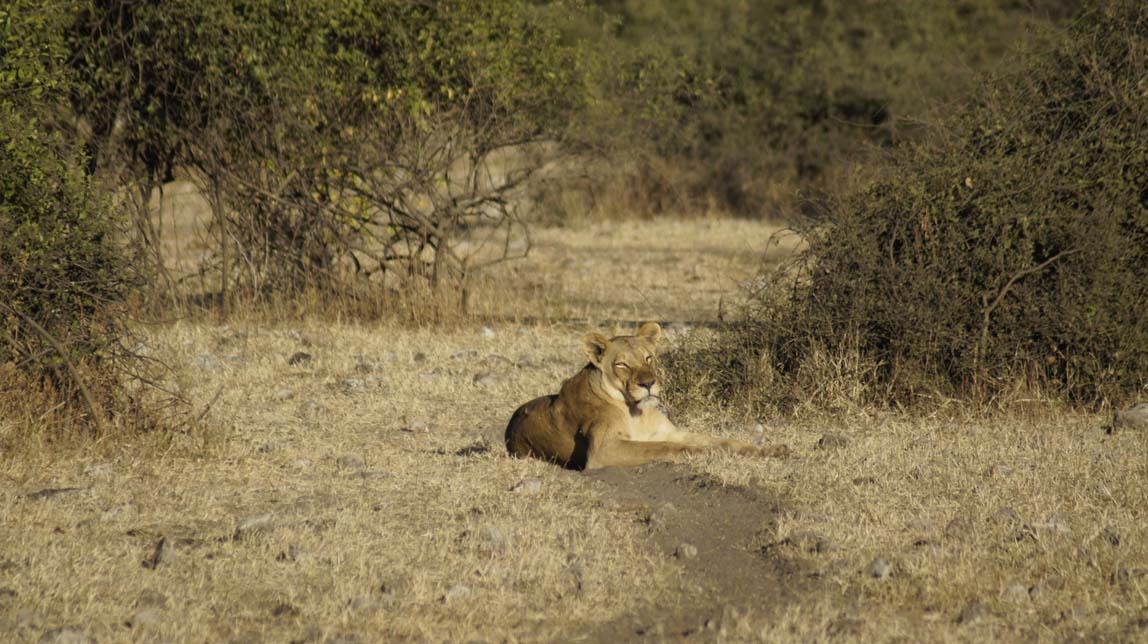 lioness