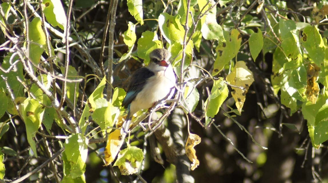 brown-hooded kingfisher