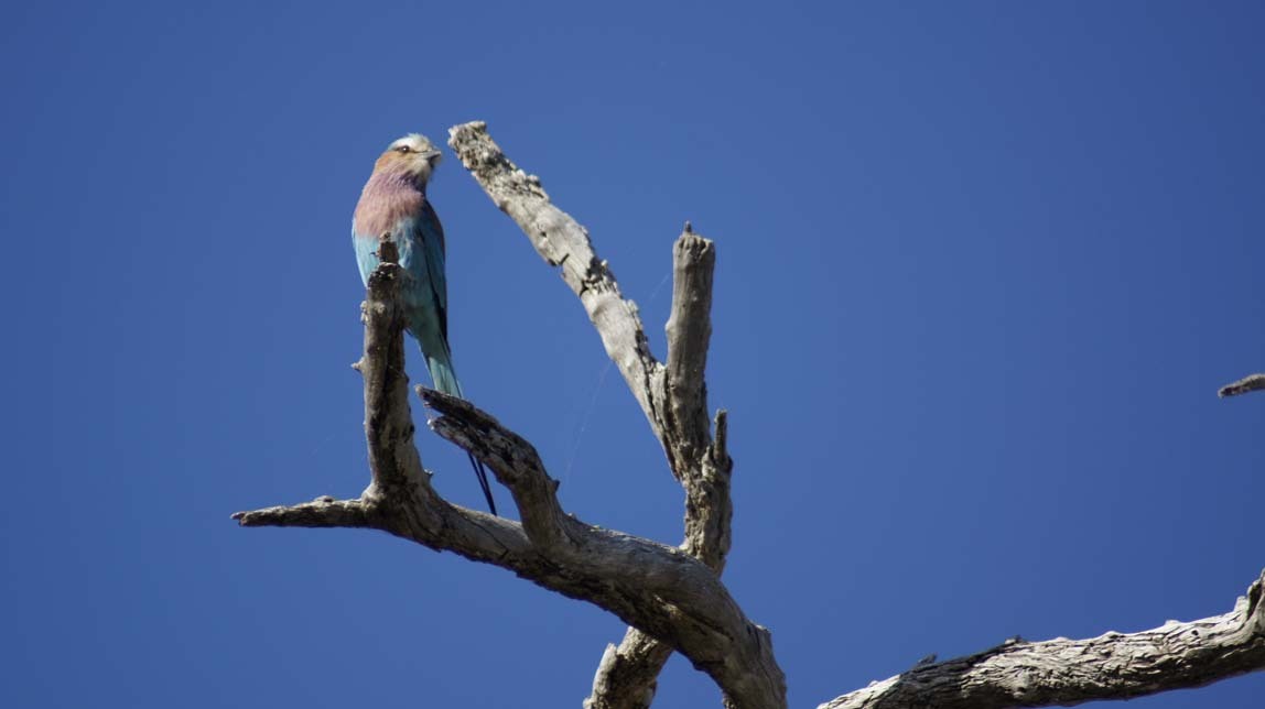 lilac-breasted roller