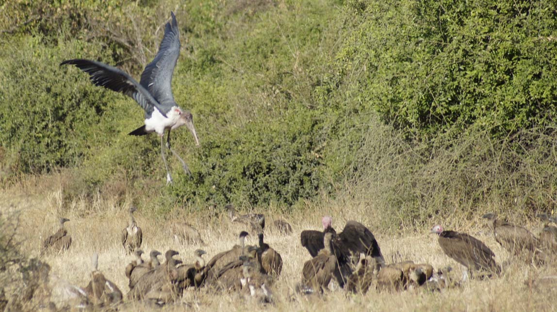 marabou stork