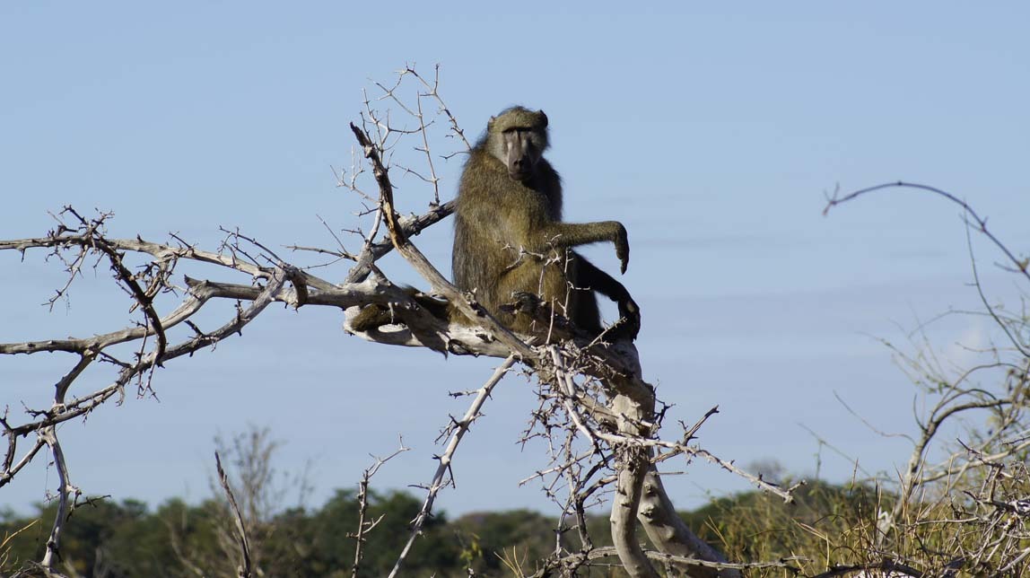 baboon in chair