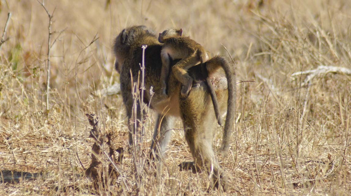 mom and baby baboon