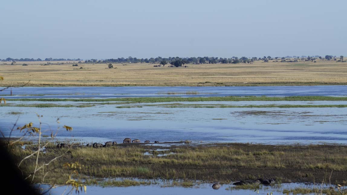 hippos and scenery