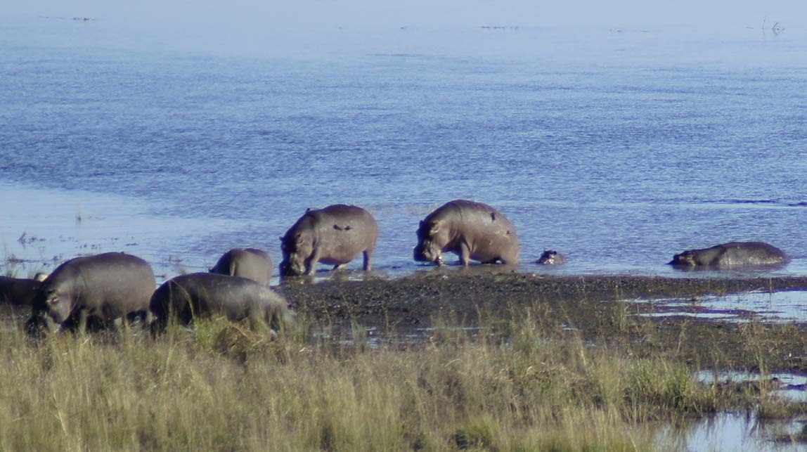 hippos