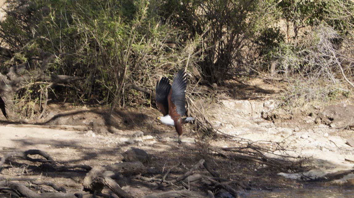 fish eagle