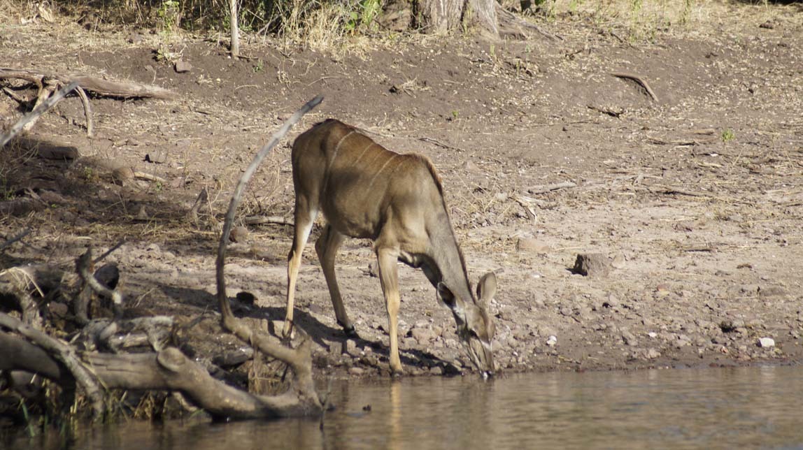 kudu