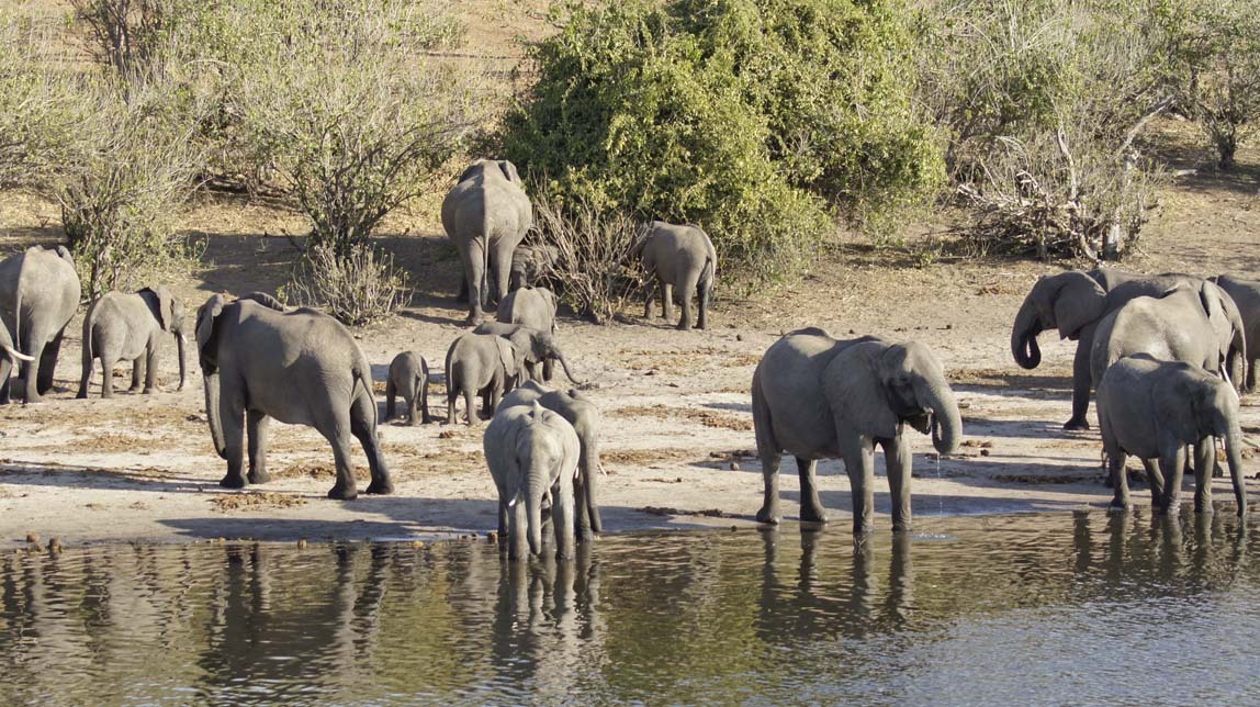 elephants