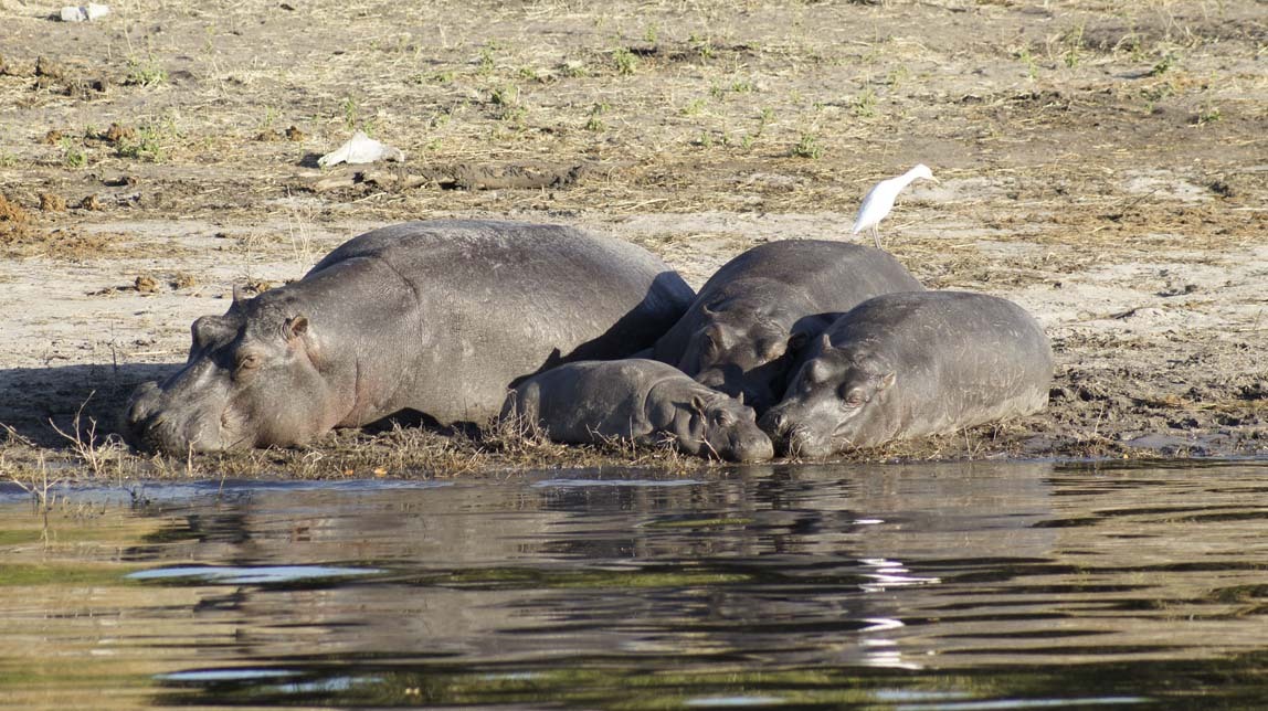 hippos