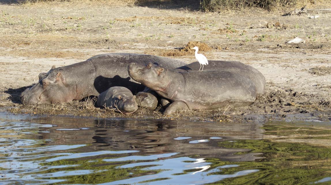 hippos