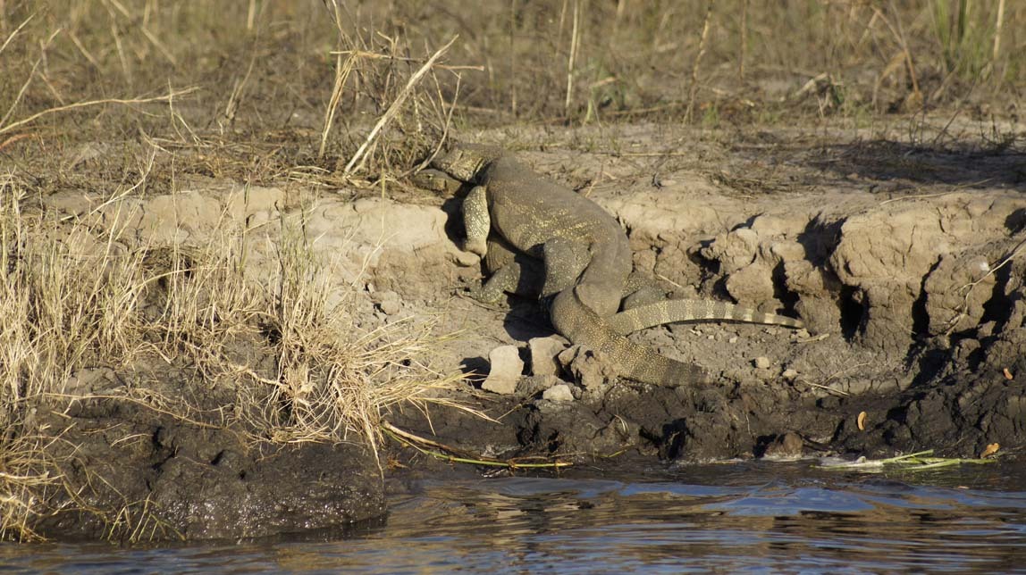 water monitors