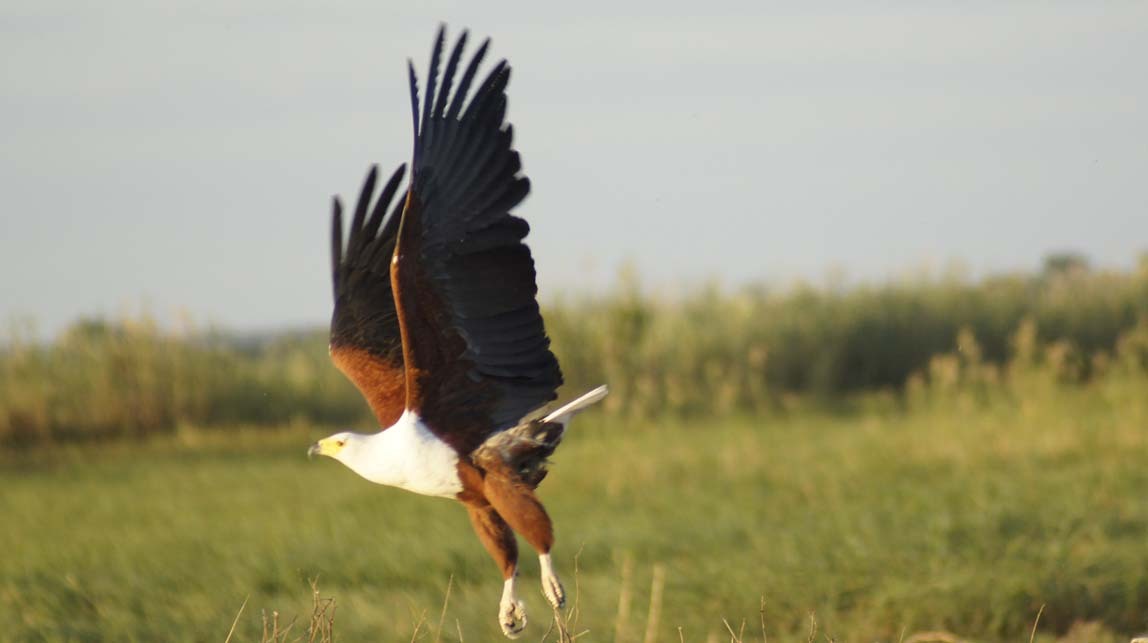 fish eagle