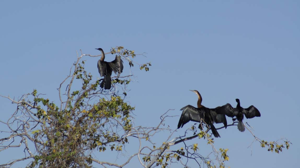 African darters