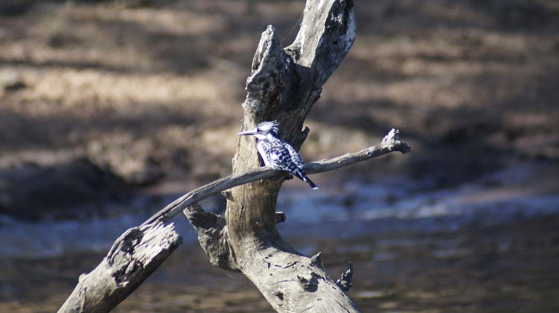 pied kingfisher