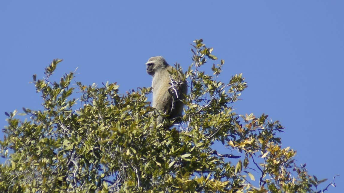 vervet monkey