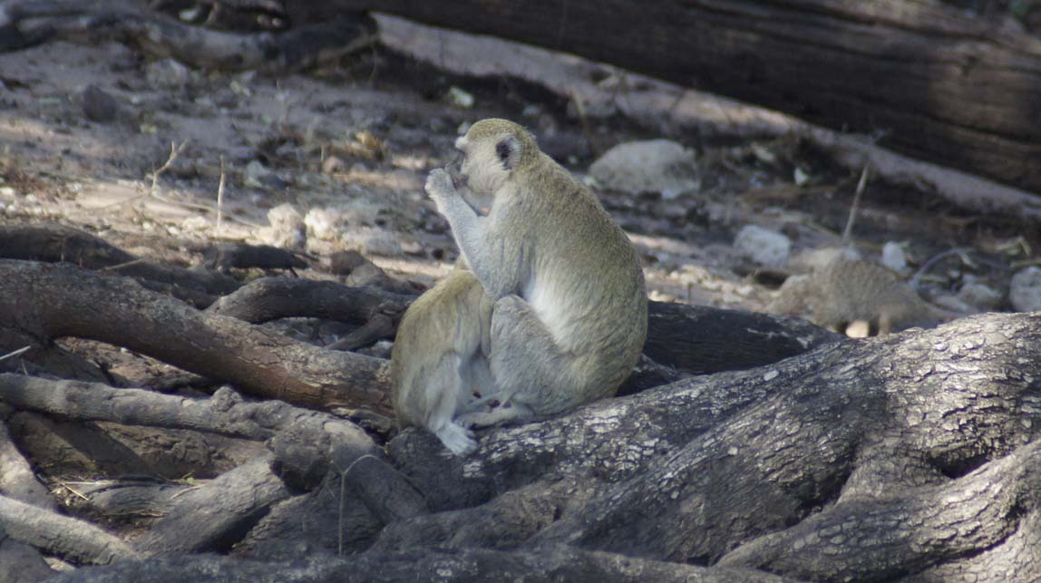 vervet monkey