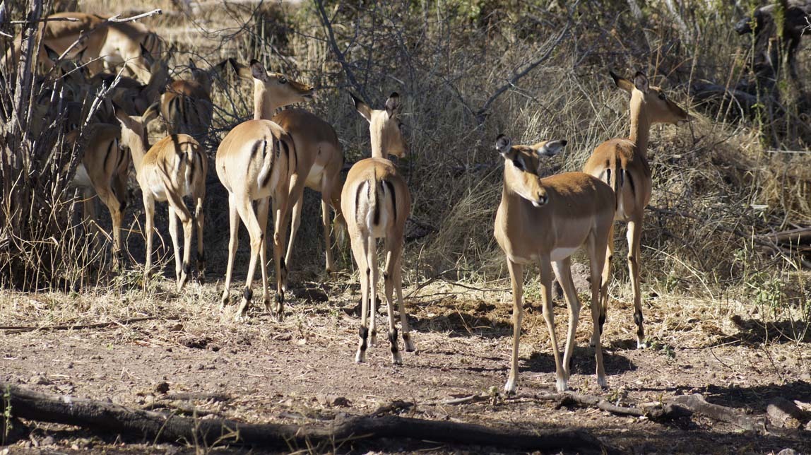 impala