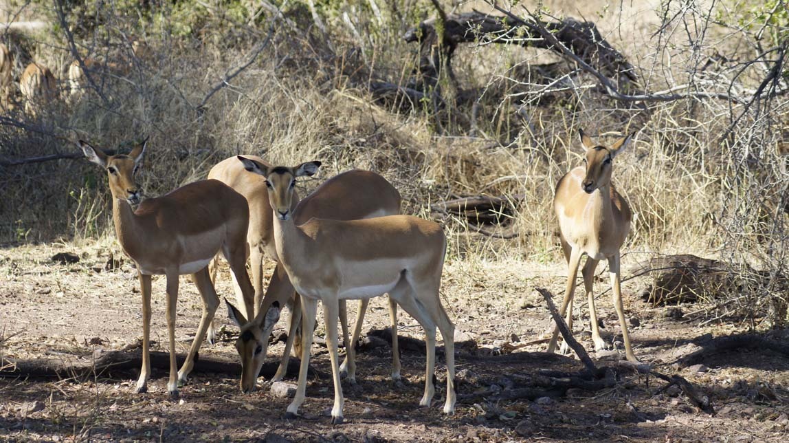 impala