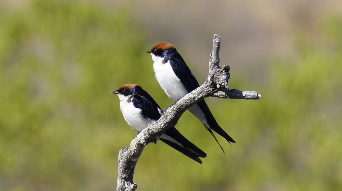 wire-tailed swallows