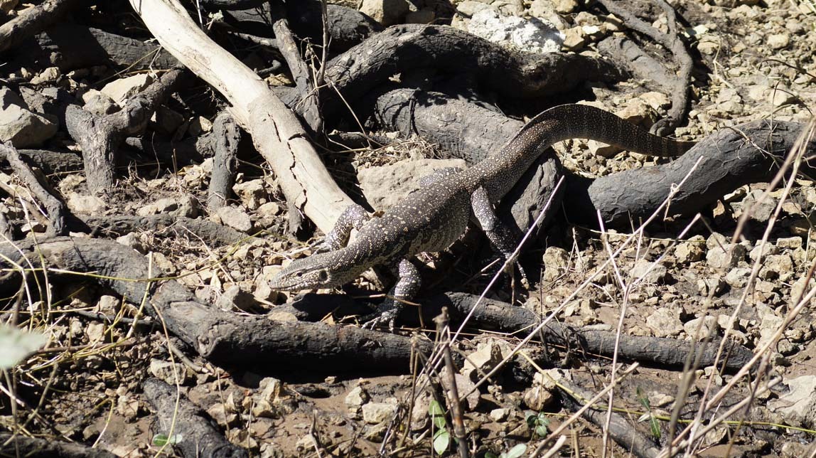 water monitor