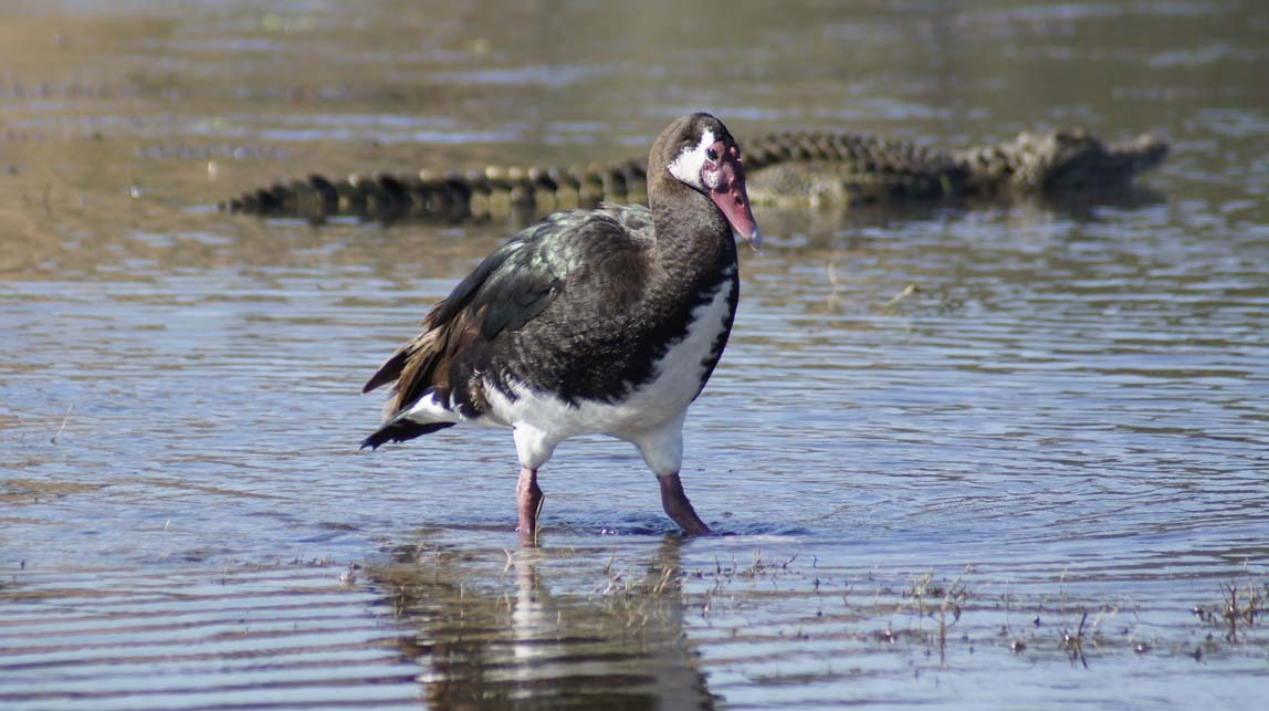 spur-winged goose