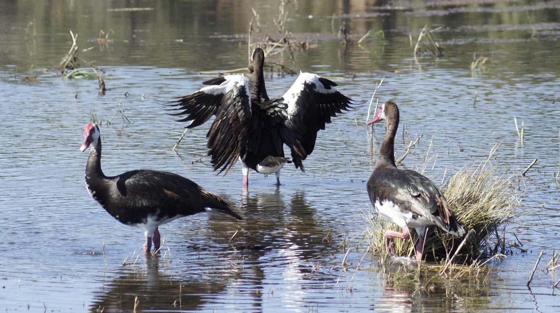 spur-winged geese