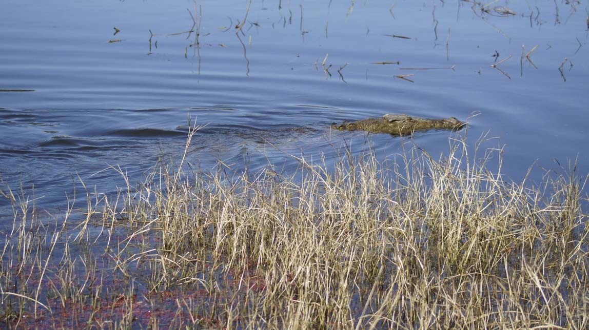 crocodile swimming