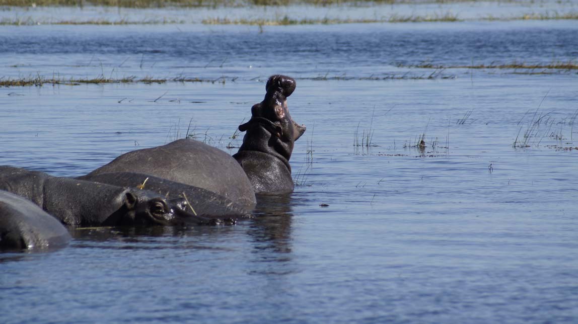 hippos