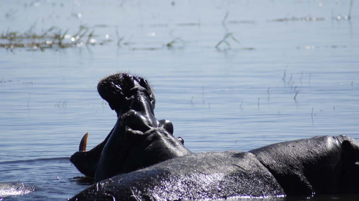 hippos