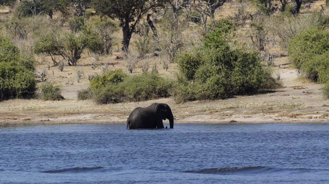 elephant that didn't cross