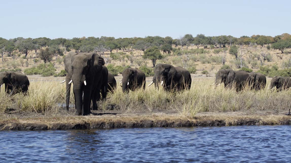 elephants