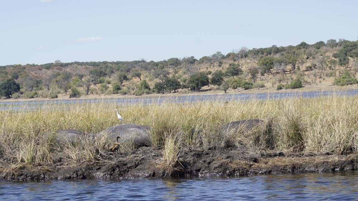 hippos