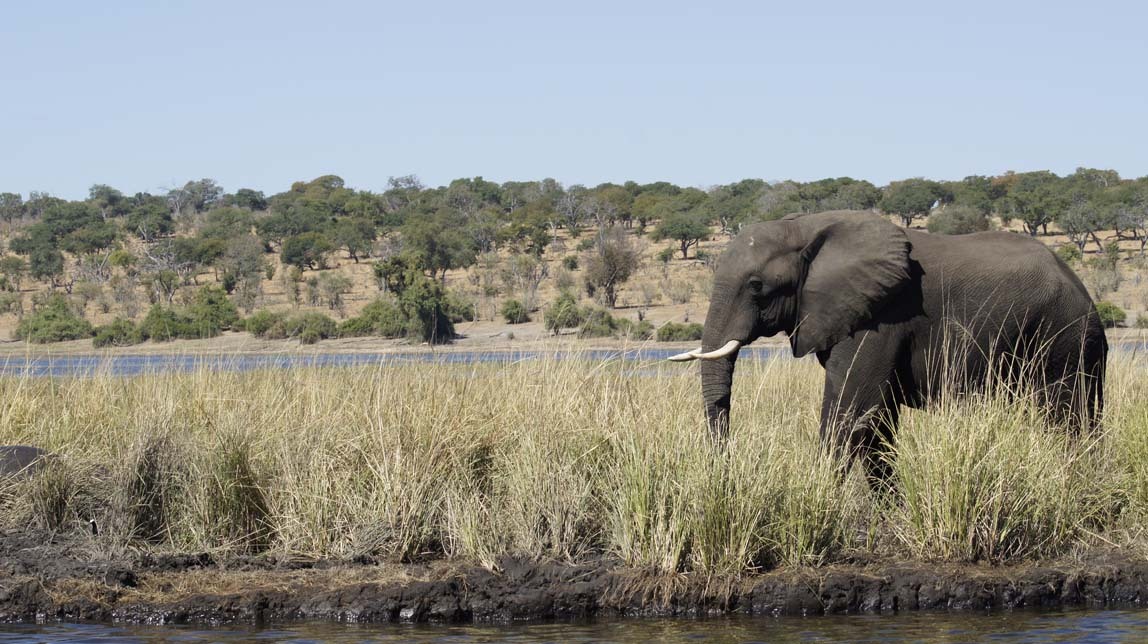 elephants and hippos