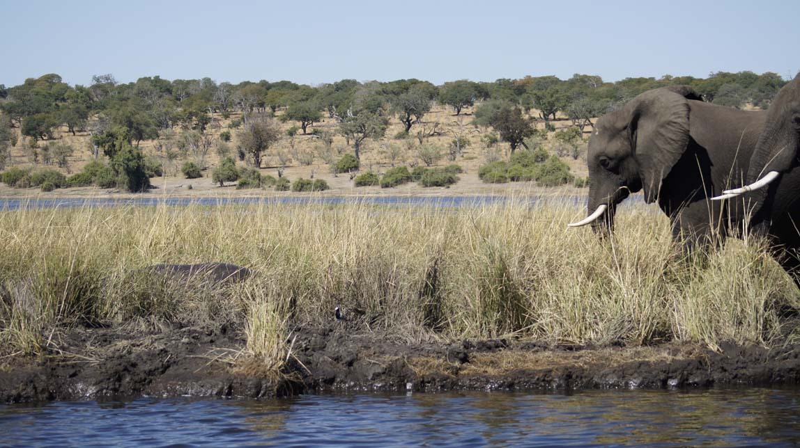 elephants and hippos