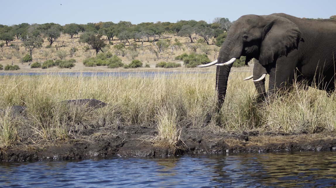 elephants and hippos