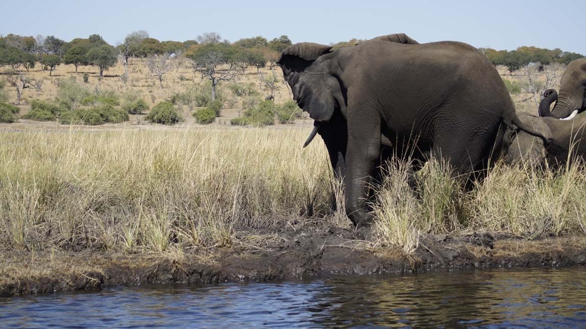 elephants and hippos