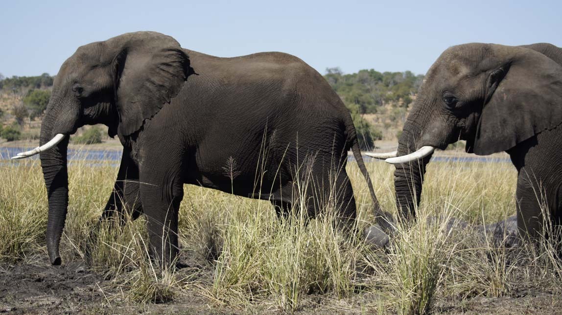 elephants and hippos