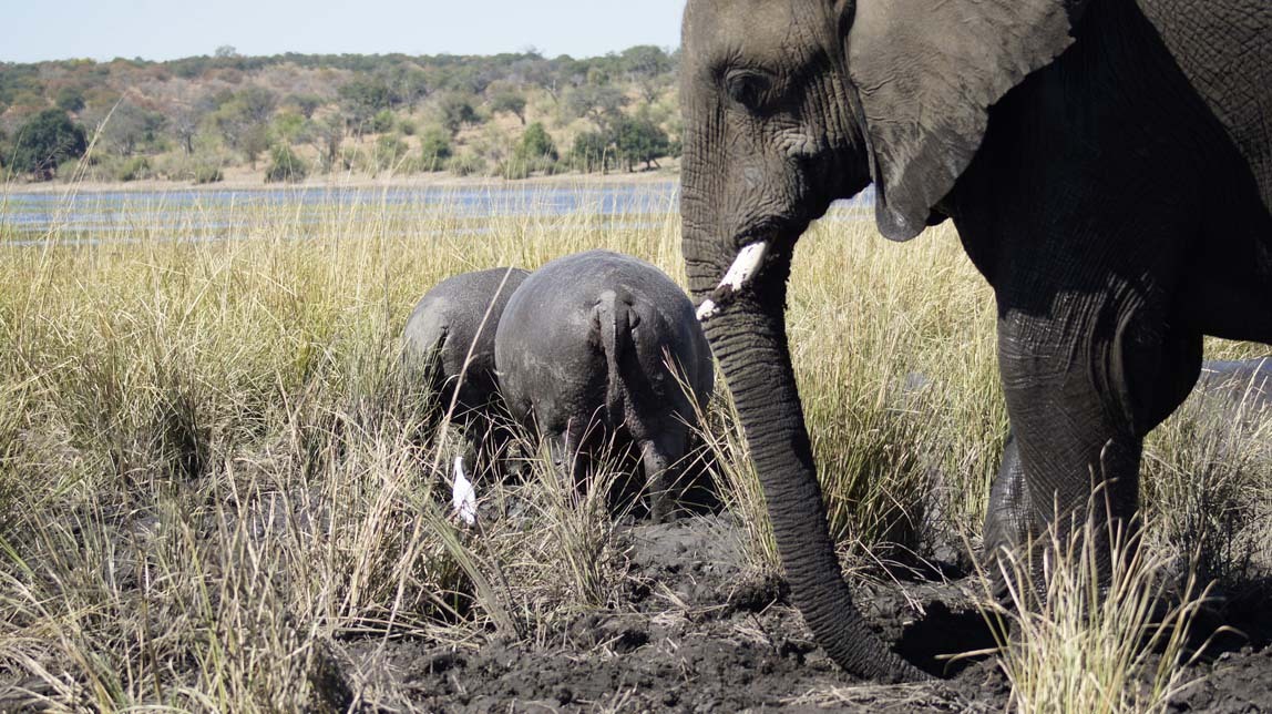 elephants and hippos