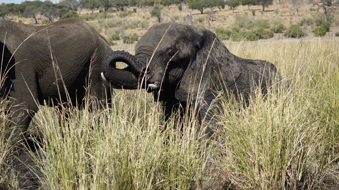 elephants in mud