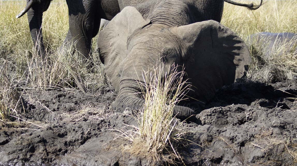 elephants in mud