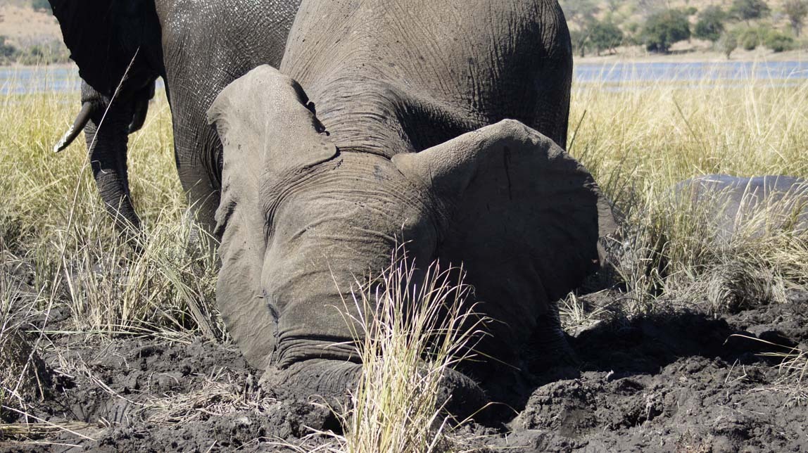 elephants in mud