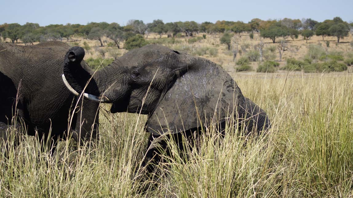 happy elephant