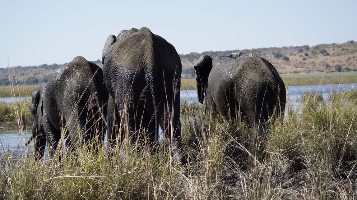 good-bye elephants