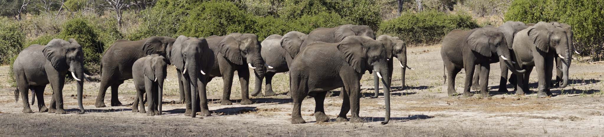 elephant herd pan