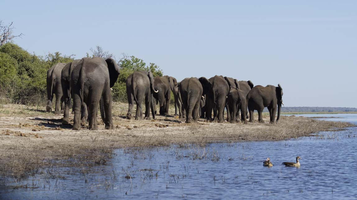 elephant herd walking