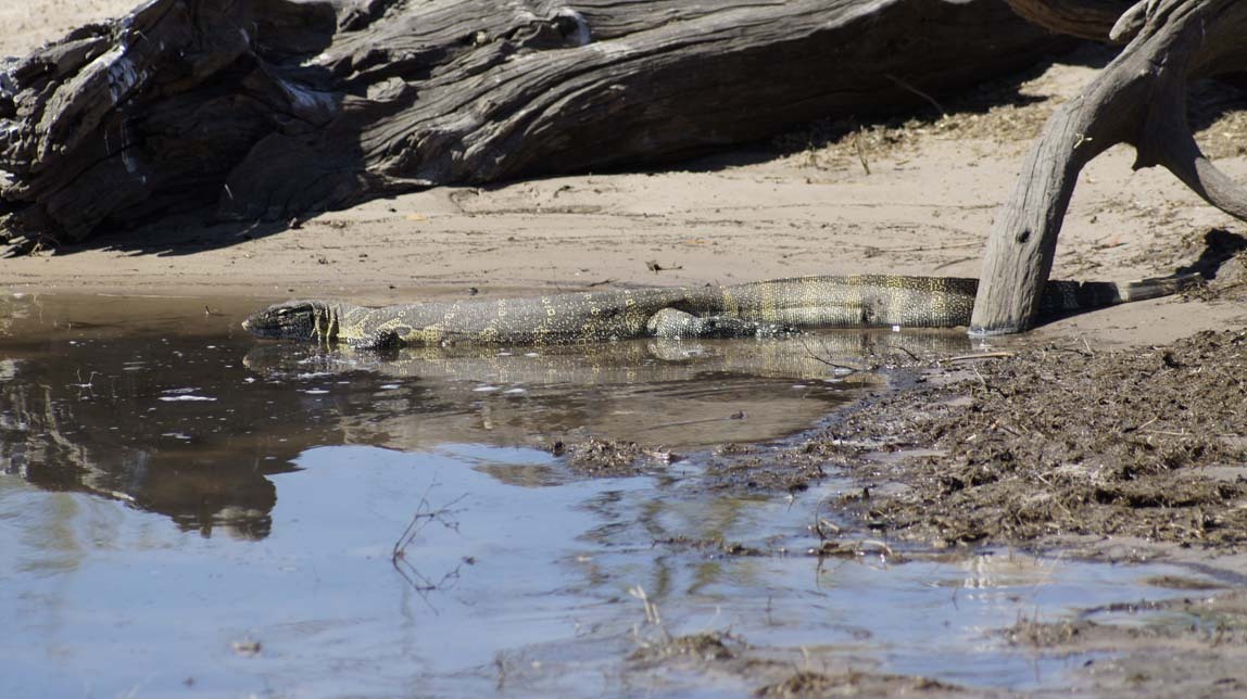 water monitor