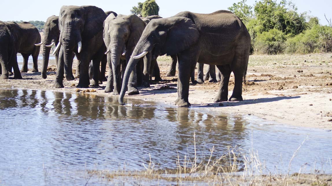 elephants on peninsula