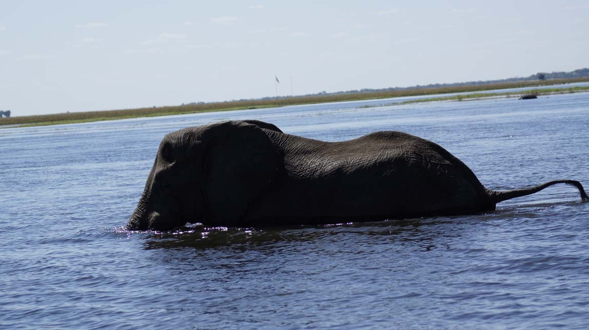 elephants in water