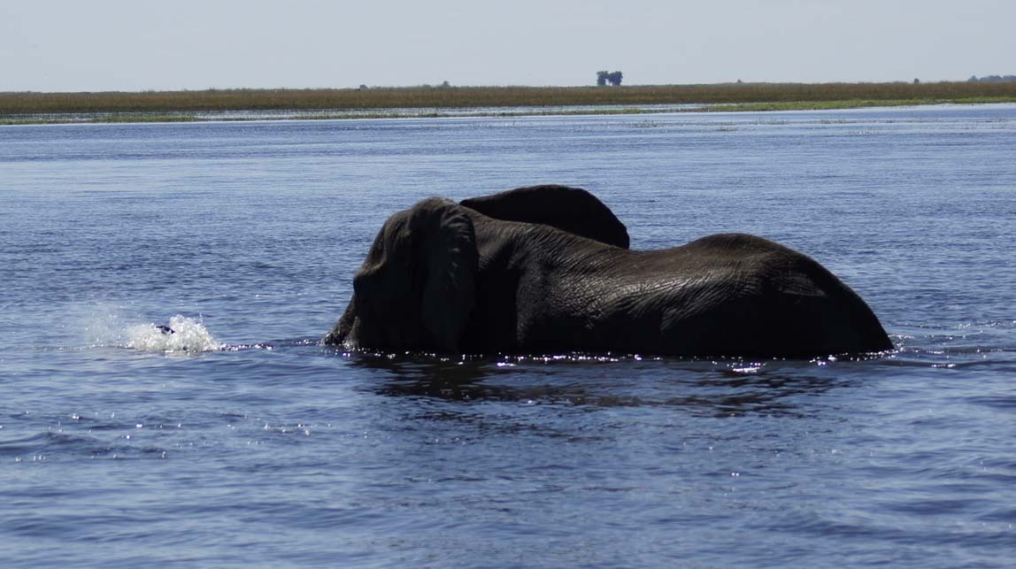 bull elephant in water